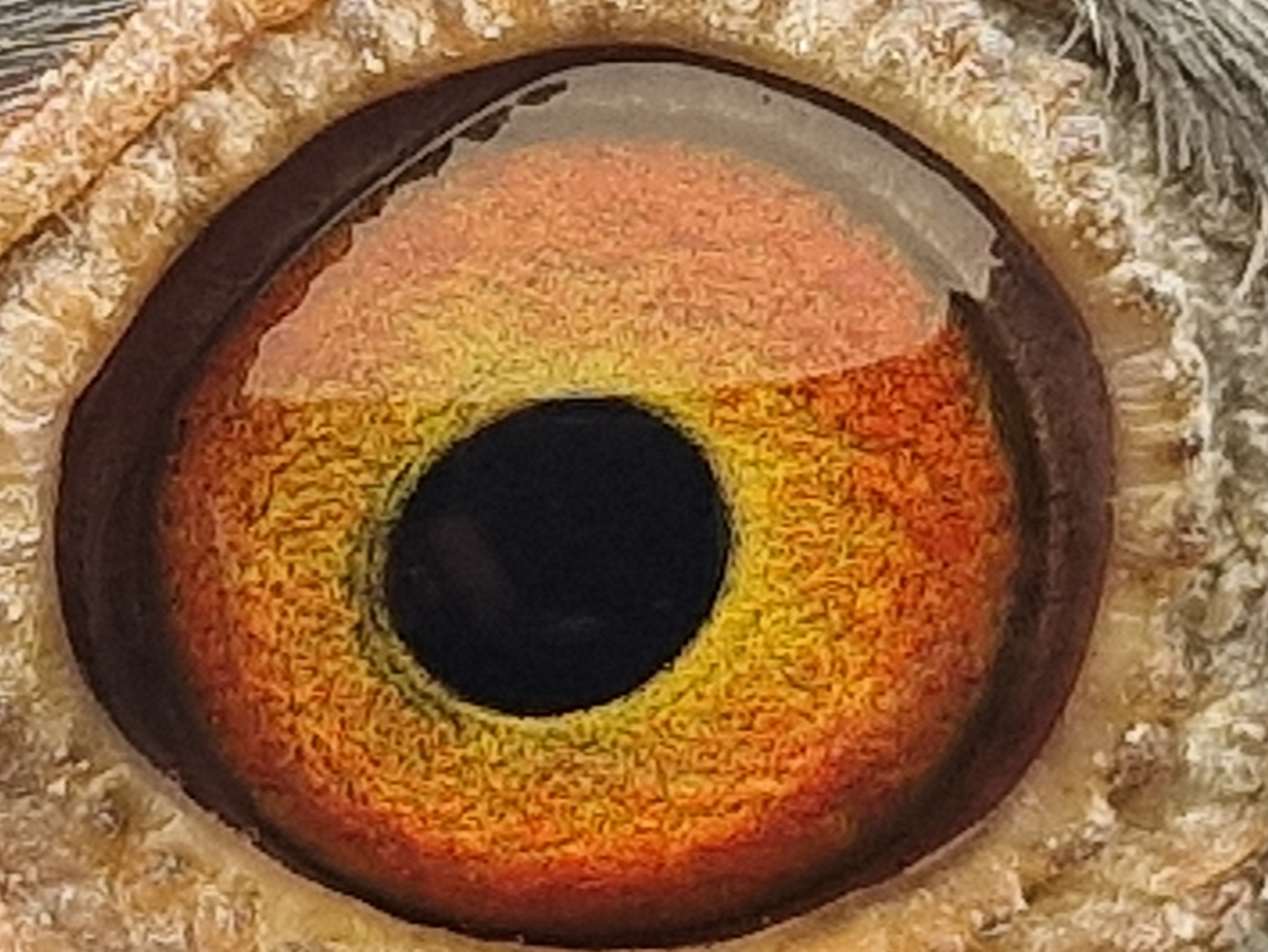 Pigeon eye